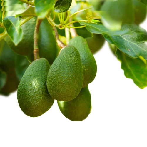 AvoSorb™ responding to the growth of the avocado market