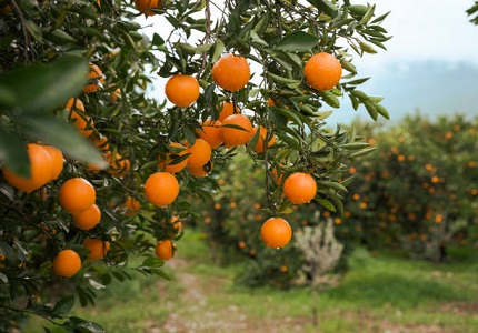 Study on the Application and Effects of Water Retention Agents in Citrus Cultivation