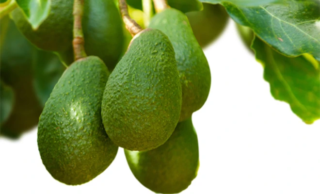 AvoSorb™ responding to the growth of the avocado market