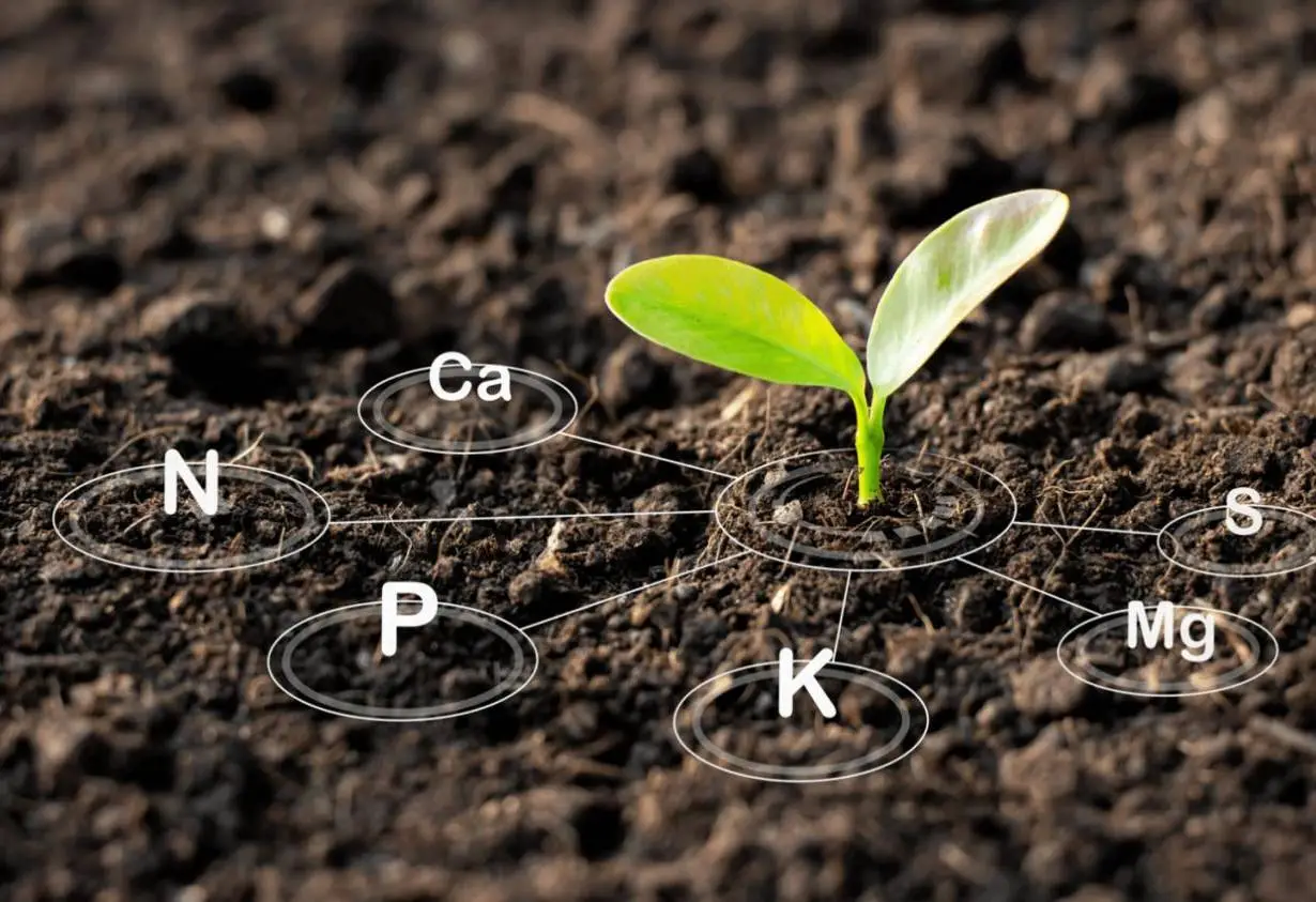 Why Is Soil Improvement So Important? Simple Tips to Boost Plant Growth!